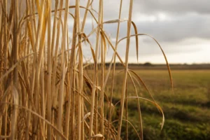 Tiges de miscanthus giganteus en culture agricole, lumière dorée, fond de champ flou
