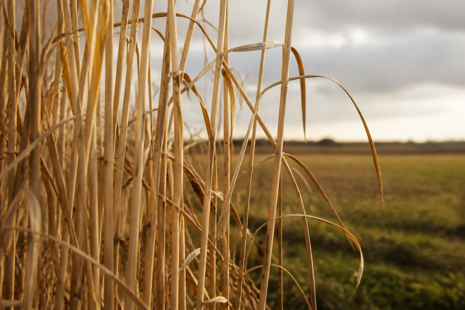 Tiges de miscanthus giganteus en culture agricole, lumière dorée, fond de champ flou
