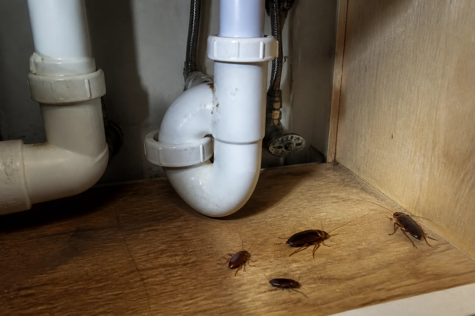 Cafard brun sous l'évier dans une cuisine, près des tuyauteries, éclairage latéral naturel
