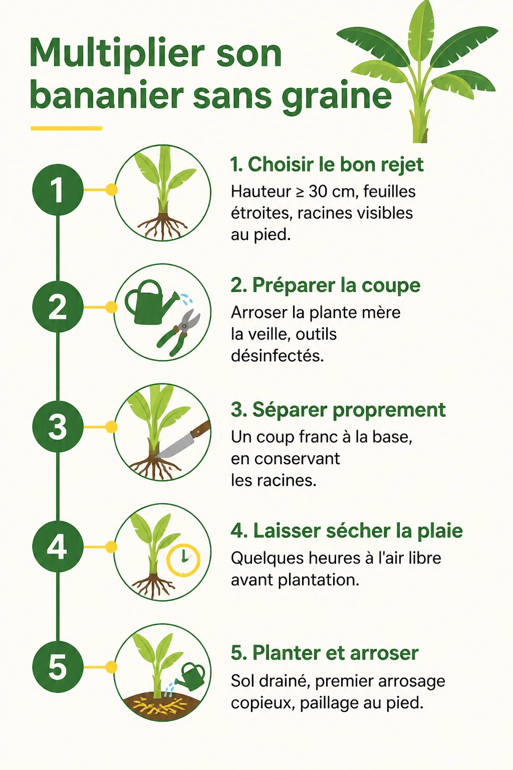 Multiplier son bananier sans graine : 1. Choisir le bon rejet, 2. Préparer la coupe, 3. Séparer proprement, 4. Laisser sécher la plaie, 5. Planter et arroser