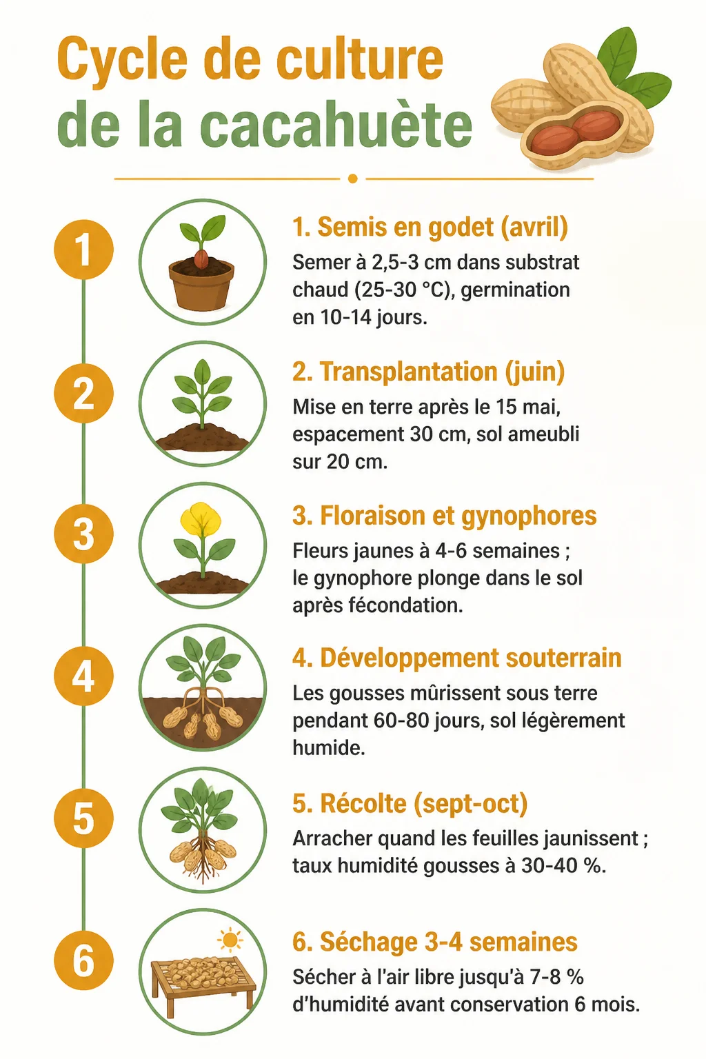 Cycle de culture de la cacahuète : 1. Semis en godet (avril), 2. Transplantation (juin), 3. Floraison et gynophores, 4. Développement souterrain, 5. Récolte (sept-oct), 6. Séchage 3-4 semaines