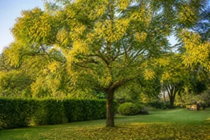 Savonnier arbre adulte en fleurs dans un jardin, couronne large avec panicules jaunes et capsules au sol