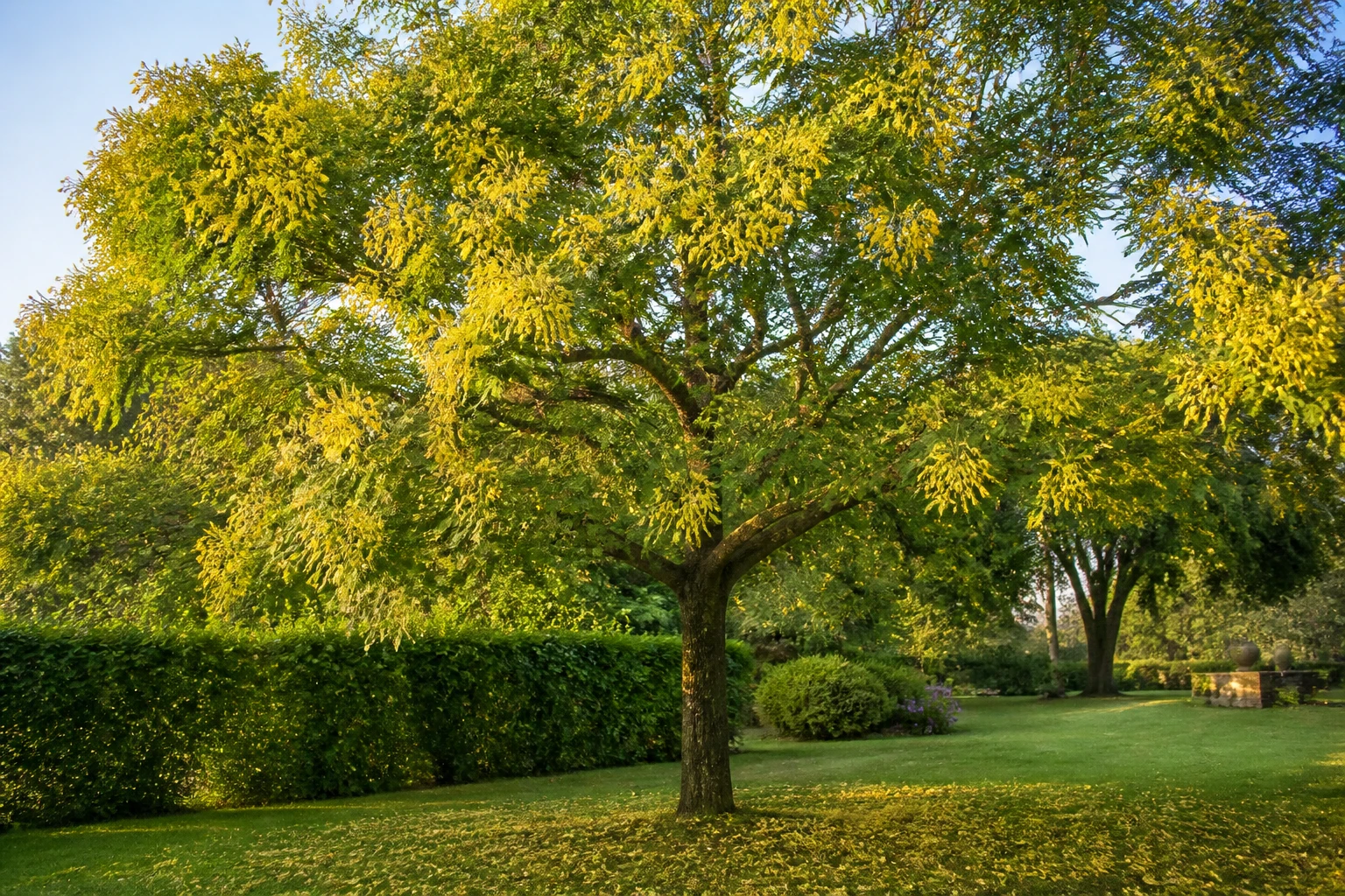 Les inconvénients du savonnier arbre avant de planter