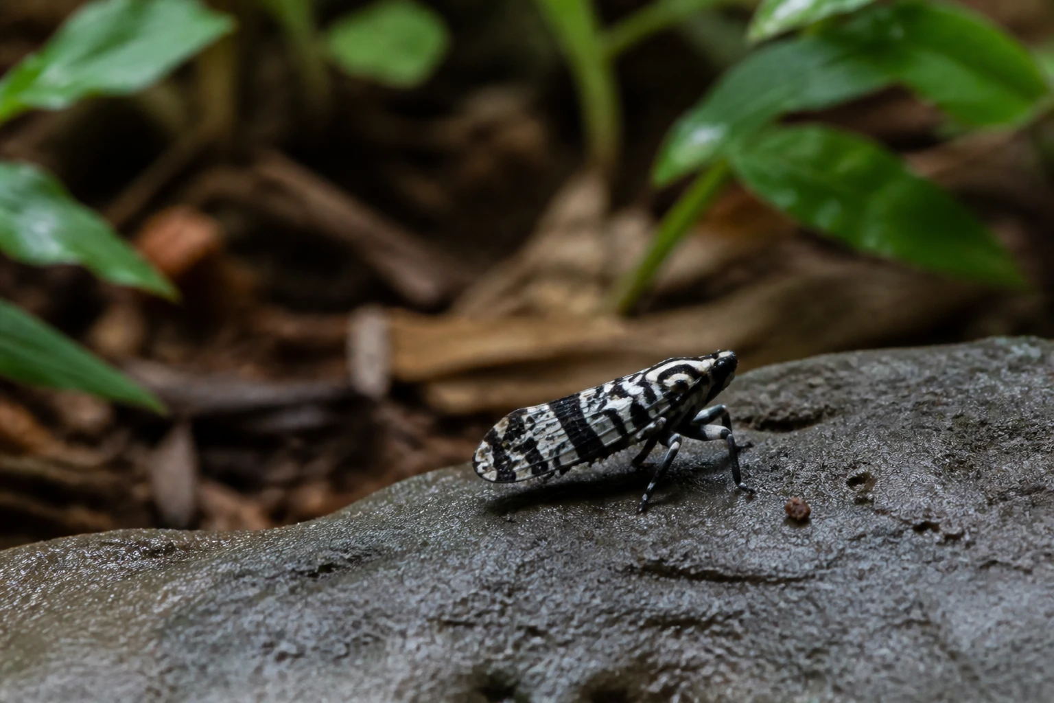 Cafard de jardin noir et blanc : l&rsquo;identifier et s&rsquo;en débarrasser