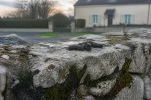 Crotte de fouine sur un muret de jardin en pierre, photo de terrain