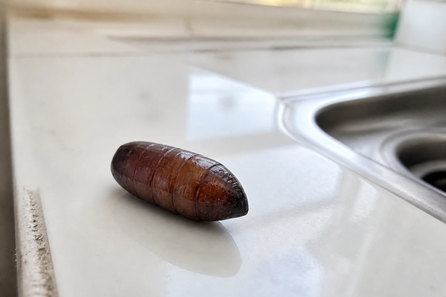 Pupe de mouche dans la maison : identifier, éliminer, prévenir