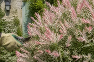 Saule crevette Hakuro-nishiki aux feuilles panachées rose et blanc au printemps dans un jardin