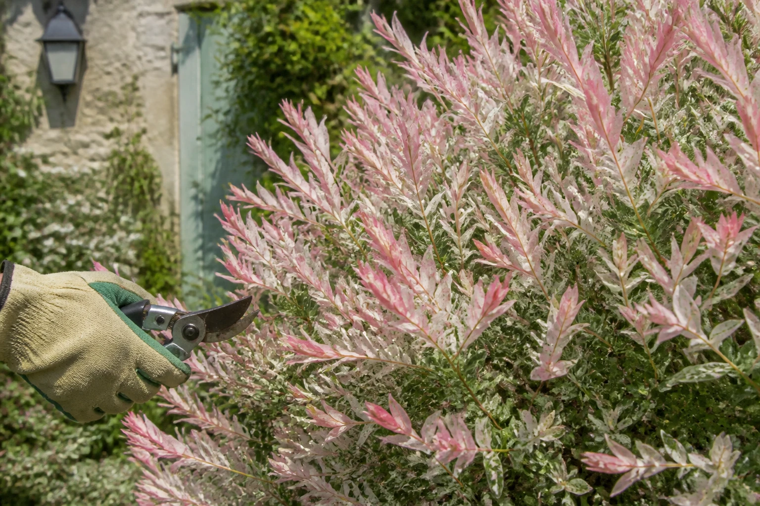 Saule crevette Hakuro-nishiki aux feuilles panachées rose et blanc au printemps dans un jardin