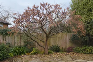 Arbre de Judée dénudé en hiver avec ses gousses brunes pendantes au-dessus d'une terrasse