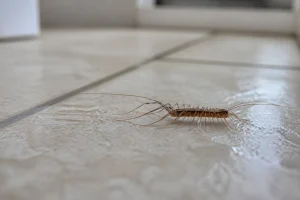 Scutigère véloce, mille-pattes aux longues pattes, sur le carrelage humide d'une salle de bain