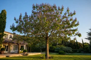 Paulownia adulte planté dans un jardin, feuillage large et floraison mauve visible au printemps