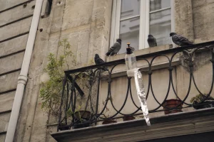 Balcon urbain avec pigeons sur le rebord et répulsifs maison installés pour les faire fuir