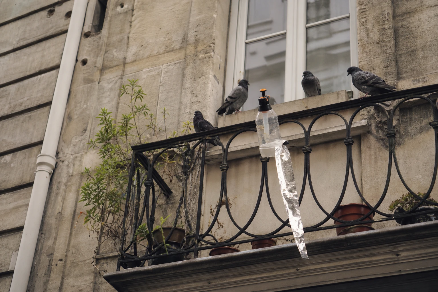 Balcon urbain avec pigeons sur le rebord et répulsifs maison installés pour les faire fuir