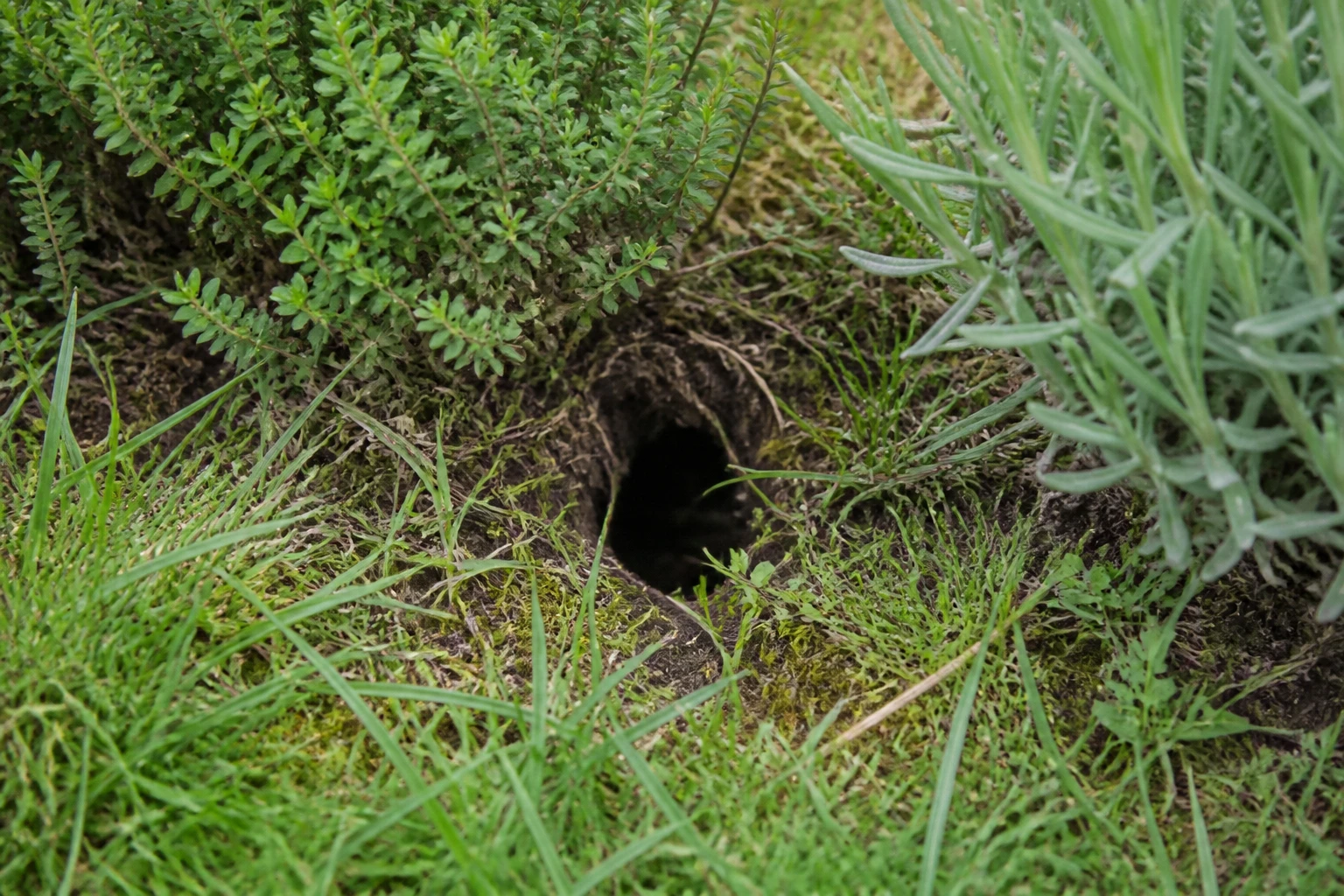 Trou de mulot dans une pelouse de jardin entouré de plantes répulsives comme le thym et la lavande